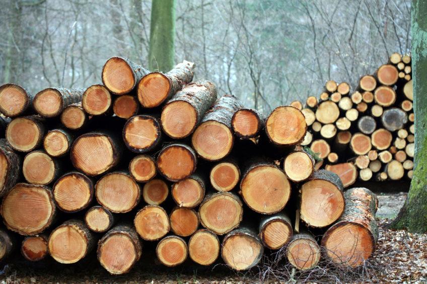 The contribution of the wood industry to the economy